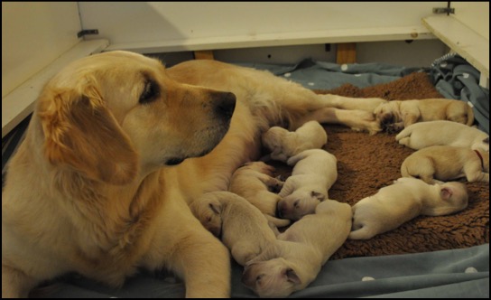 Charlie and her new puppies