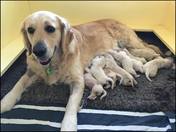 Puppies at 48 hours old